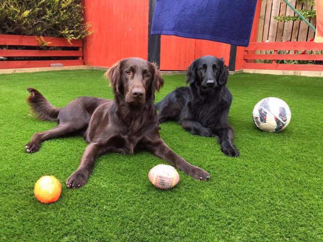 dogs with footballs on artificial grass