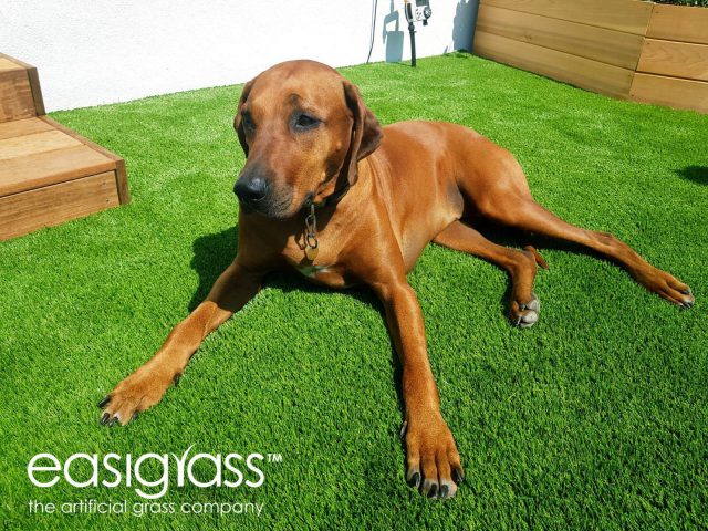 dog sat on artificial grass