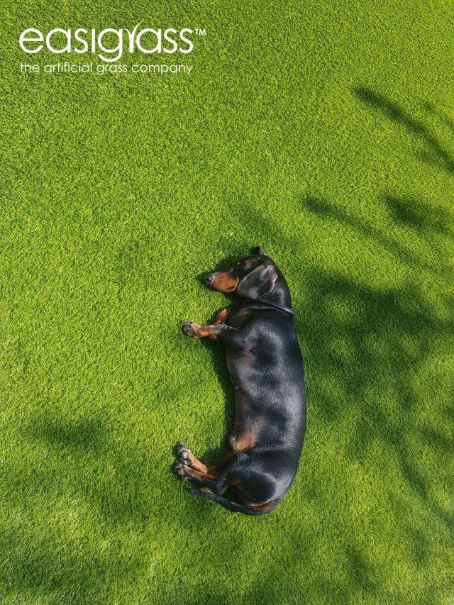 dog laying on artificial grass